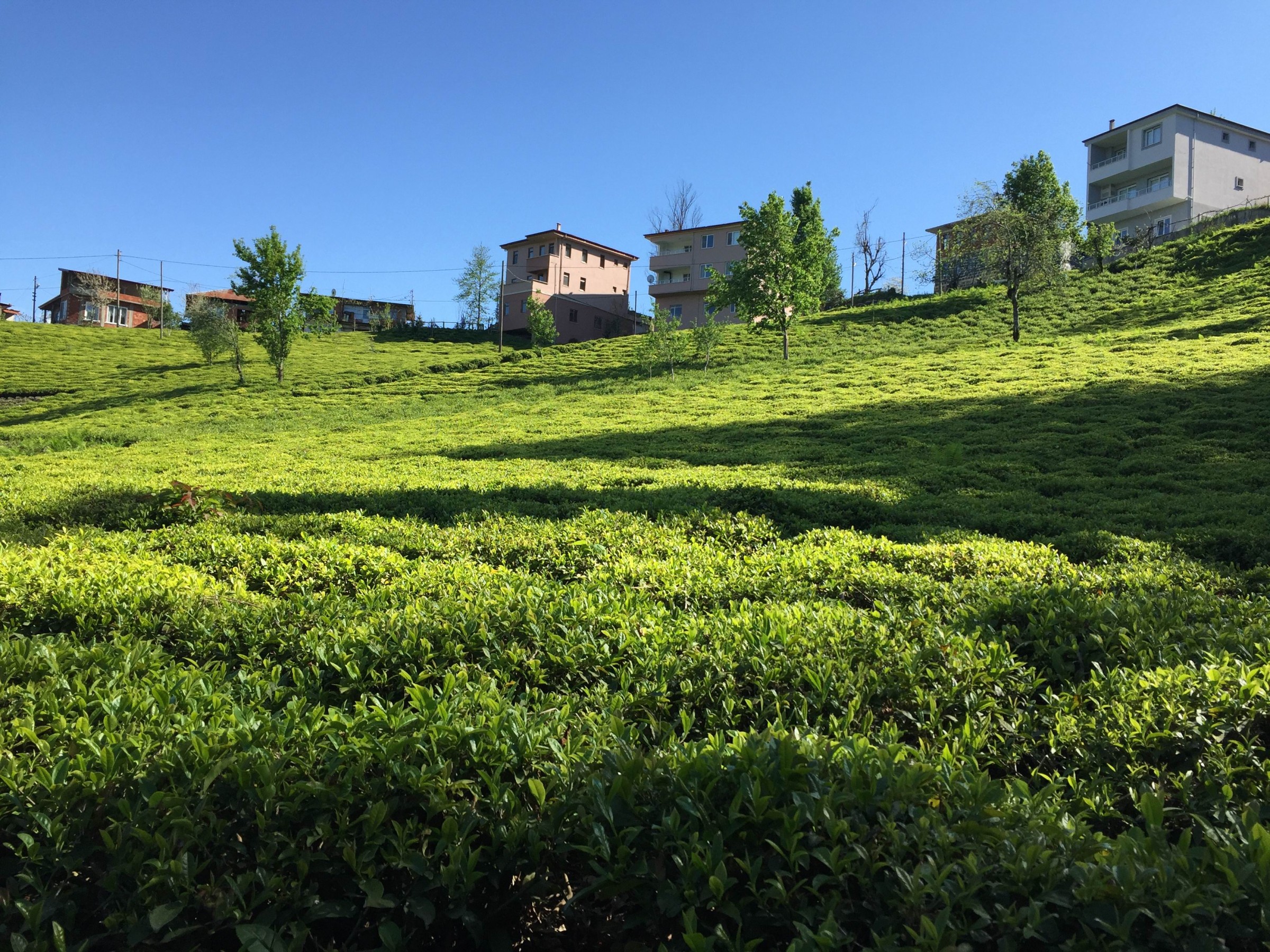 Rize fotoğrafı