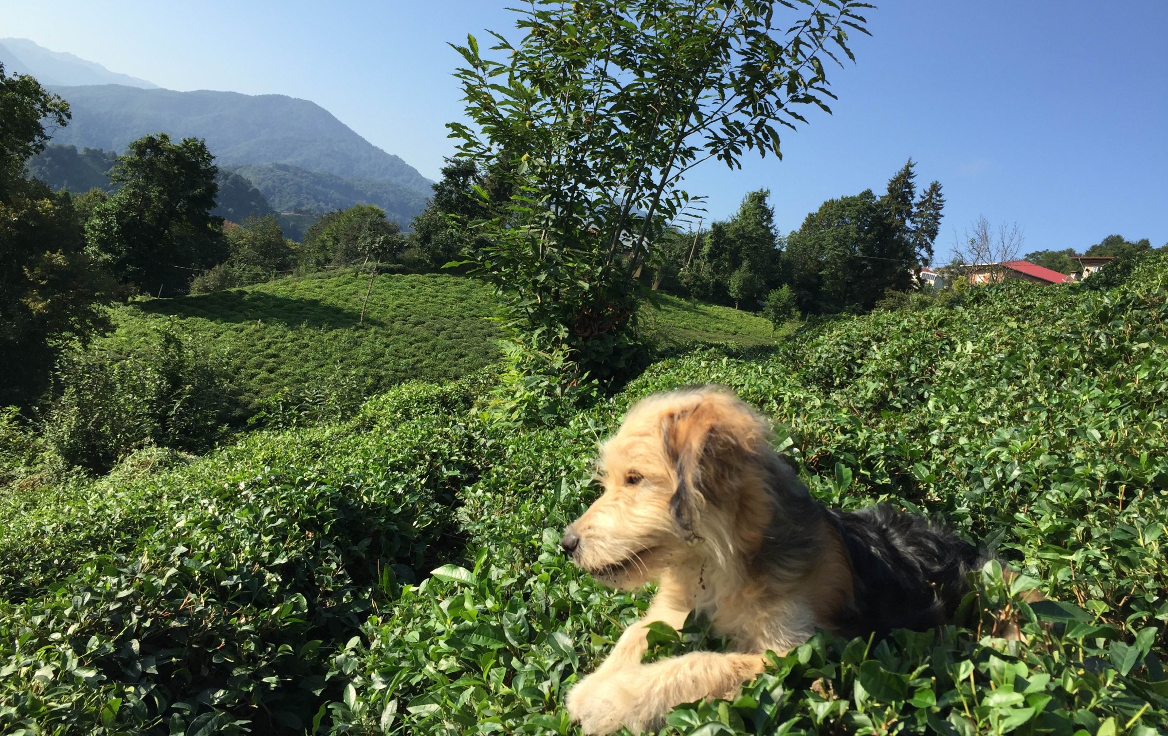 Rize fotoğrafı